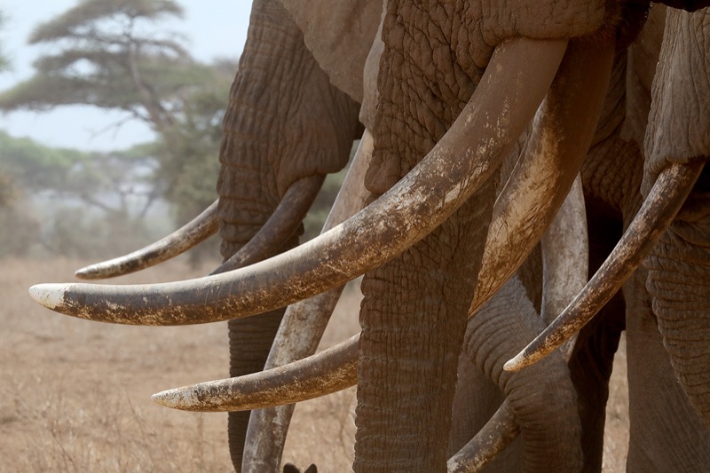 Kein Elfenbein ist so wertvoll wie ein lebender Elefant