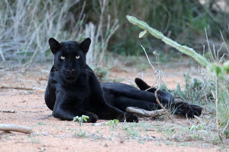 Der Schwarze Panther – selten, faszinierend, bedroht